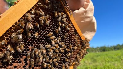 Macedon Ranges residents fight to stop European honey bee native wildlife threat