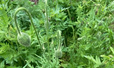 The plot is up, now it’s just a question of keeping it running