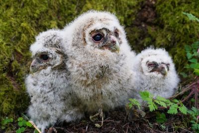 Good news for owls, bad news for voles in creature count