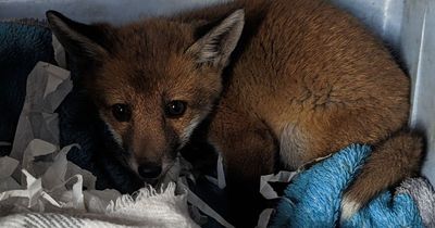 Fox cub rescued from County Durham roadside with note on Greggs bag saying 'my mum died - help me'