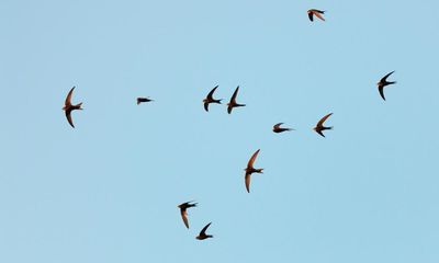 The vanishing swifts from the sky above my shed are a sad omen