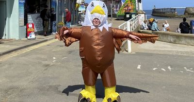 Seagull scarer in bird outfit helps diners eat their seaside fish and chips in peace