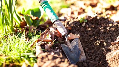 How to get rid of grass growing in your flower beds