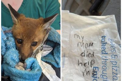 Orphaned fox cub abandoned on roadside with ‘help me’ note