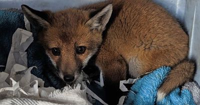 'My mam died - help me' - touching note on Greggs bag left with abandoned fox cub
