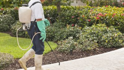 How to make weed killer using 3 common household items – plus pro tips on easy and successful weed control