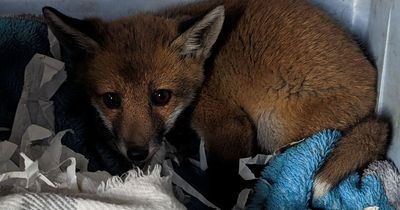 Fox cub found with note on Greggs bag saying 'my mam died help me'