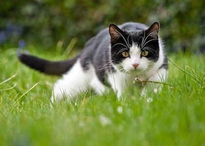 Should I Let My Cat Go Outdoors? 3 Reasons to Keep Your Pet Inside