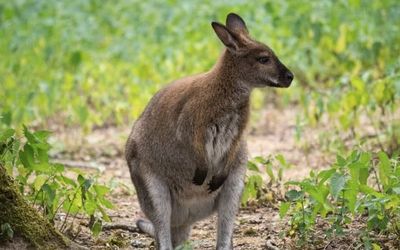 The wallabies threatening a national park