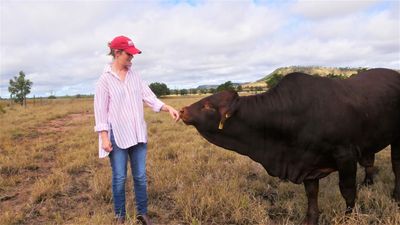 Dehorning cattle a dilemma for some breeders, but genetically polled on increase in national herd