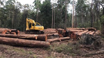 Conservation council calls for logging moratorium in proposed Great Koala National Park