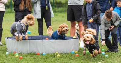 Smash-hit party for dogs heading to East Lothian in the summer including professional photos