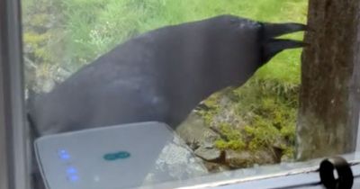 Crow's 'campaign of terror' causes £800 worth of damage by smashing SEVEN cottage windows