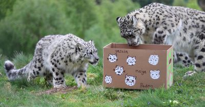 Snow leopard cubs celebrate first birthday at Highland Wildlife Park in adorable clip