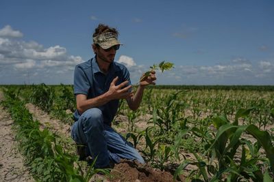 ‘Unpredictability is our biggest problem’: Texas farmers experiment with ancient farming styles