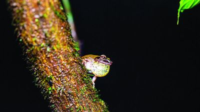 The world’s worst animal disease is killing frogs worldwide. A testing breakthrough could help save them