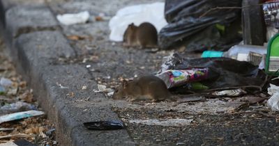 ‘It’s embarrassing to live here’: Life on the street where rats have overrun the alleys