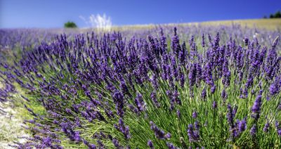 Is lavender drought tolerant? Experts recommend the best types of lavender for dry conditions