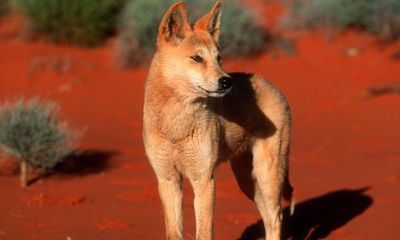 Research suggests that more than half of Australia’s dingoes are genetically pure, not hybrids