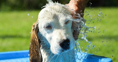 Expert gives six tips for keeping your pet safe during summer heat