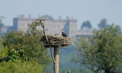 Raptor-ous reception for nesting ospreys