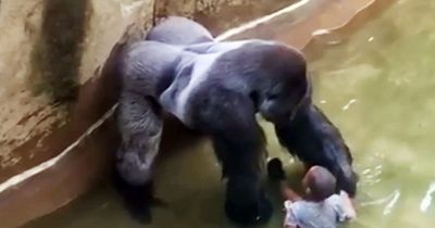 The heartbreaking moments before Harambe was shot dead after boy, 3, fell into enclosure