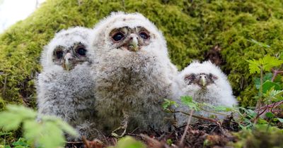 Northumberland forest sees 'owl baby-boom' as 90 pairs have chicks