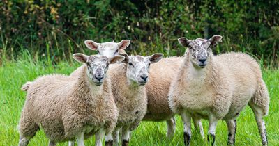 Top UK sheep event returns to Northumberland for first time in 15 years - with events including sheep post-mortem