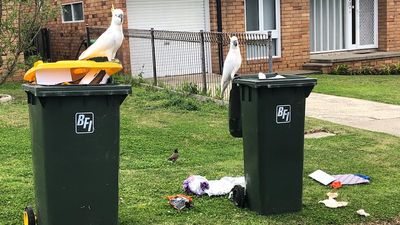 Campbelltown City Council to trial bin locks to stop garbage-raiding cockatoos in Sydney