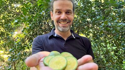 Researchers say native Gympie limes could help fight citrus greening disease killing crops