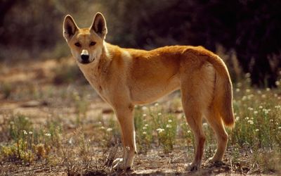 DNA tests show most wild dingoes are pure, not hybrids