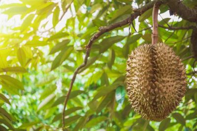 BoT urges upgrade of Thailand's durian production
