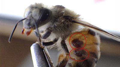 Could new varroa mite research in US help stop the parasite destroying Australian bees?