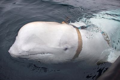 Russian ‘spy’ whale Hvaldimir spotted off Sweden coast