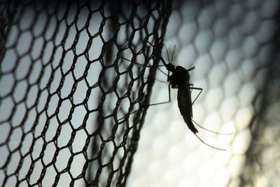 Dengue fever cases to rise next month