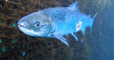 Salmon farms must act quickly after graphic images showing death and disease emerged