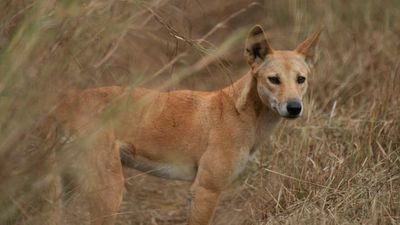 Purebred dingoes more common than researchers thought, genetic study finds