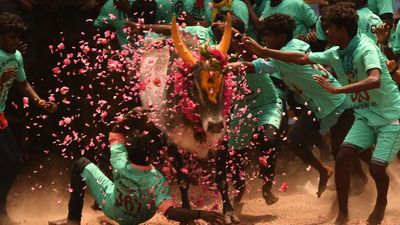 Explained | The SC ruling on jallikattu