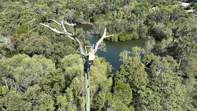 Sunshine Coast Council goes to great heights to rebuild storm-damaged eastern osprey nest