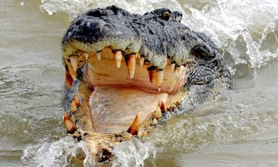 ‘Too big to handle’: Queensland man survives crocodile attack by prising jaws off his head