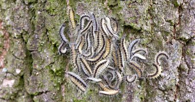 Toxic moths sweep across the UK - signs you've been in contact and where you're at risk