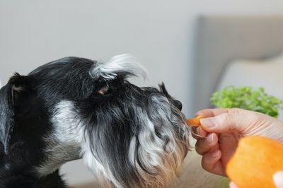 Vegan Dog Food Is On The Rise But Veterinarians Give One Reason To Avoid It