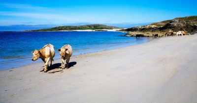 Sun drenched British Isles beach that 'looks like Bali but with cows'