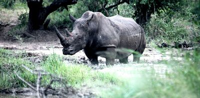 Half of Africa’s white rhino population is in private hands – it’s time for a new conservation approach