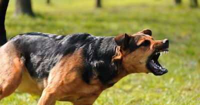 Nan stabs and kills vicious dog after it attacks granddaughter and mauls her face off