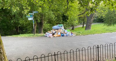 Seagulls at Kelvingrove Park 'have a great time' as rubbish surrounds overflowing bin