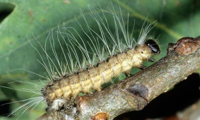 Invasive moth species spreading across south-east England, say experts