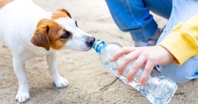 Vet shares how to test if your dog is dangerously dehydrated in seconds