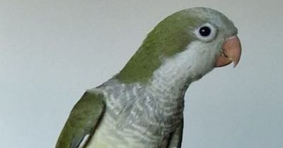 Reward for missing Glasgow parrot who loves chilli and apples