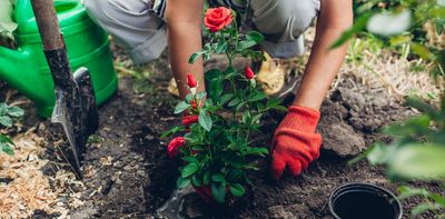 Four dangers lurking in your garden – and how to protect yourself